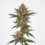 Frisian Dew cannabis strain plant