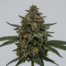 Fucking Incredible cannabis strain plant
