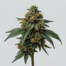 G-Bomb cannabis strain plant