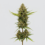 Galactic Jack cannabis strain plant