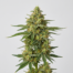 Giesel cannabis strain plant