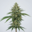 Glass Slipper cannabis strain plant