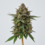 God Bud cannabis strain plant