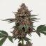 God's Gift cannabis strain plant