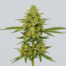 Golden Pineapple cannabis strain plant