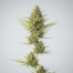 Golden Tiger cannabis strain plant