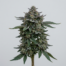 Goo cannabis strain plant