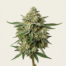 Great White Shark cannabis strain plant