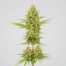Green Goblin cannabis strain plant