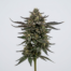 Green Love Potion cannabis strain plant