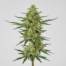 Green Ribbon cannabis strain plant