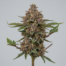 Grimace OG cannabis strain plant