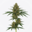 Harle-Tsu cannabis strain plant