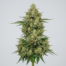 Heavy Duty Fruity cannabis strain plant