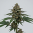 High School Sweetheart cannabis strain plant