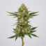 Hog's Breath cannabis strain plant