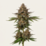 Hollands Hope cannabis strain plant