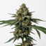 Holy Grail Kush cannabis strain plant