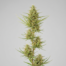 Honduras cannabis strain plant