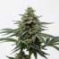 Ice cannabis strain plant