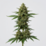 Industrial Plant cannabis strain plant