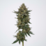 Irene OG cannabis strain plant