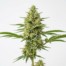 Island Sweet Skunk cannabis strain plant