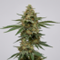 Jack Flash cannabis strain plant
