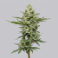 Jack Frost cannabis strain plant