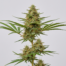 Jack the Ripper cannabis strain plant