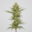 Jacks Cleaner cannabis strain plant