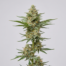 Jacky White cannabis strain plant