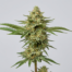 K-Train cannabis strain plant