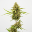 Kaboom cannabis strain plant