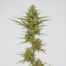 Kilimanjaro cannabis strain plant