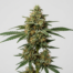 Kosher Tangie cannabis strain plant