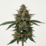 Kryptonite cannabis strain plant