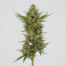 Kushage cannabis strain plant