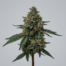 Kushberry cannabis strain plant