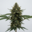 MK Ultra cannabis strain plant