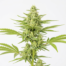 Martian Mean Green cannabis strain plant