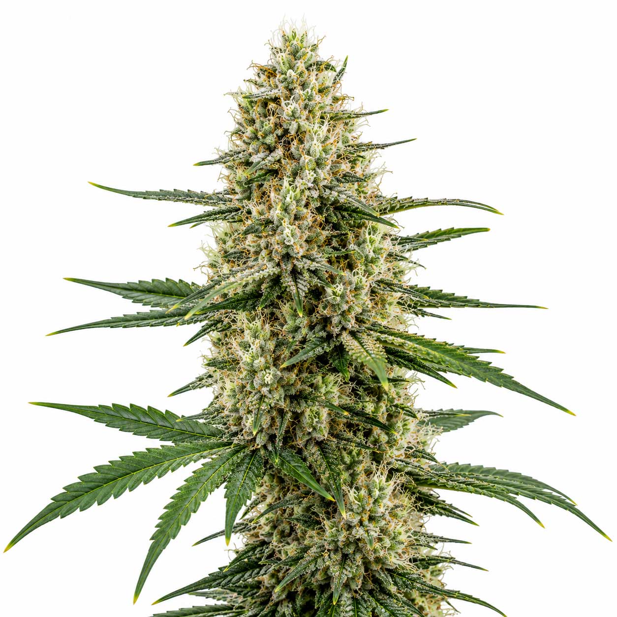 Medihaze