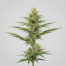 Moby Dick CBD cannabis strain plant