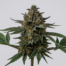 Night Queen cannabis strain plant