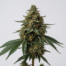 Oasis cannabis strain plant