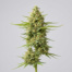 Original Amnesia cannabis strain plant