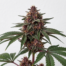 Pakistan Chitral Kush cannabis strain plant