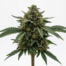 Pakistan Valley Kush cannabis strain plant