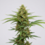 Pamir Gold cannabis strain plant