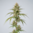 Panama cannabis strain plant